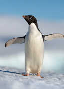 植物大战僵尸2：新植物与僵尸的全面解析